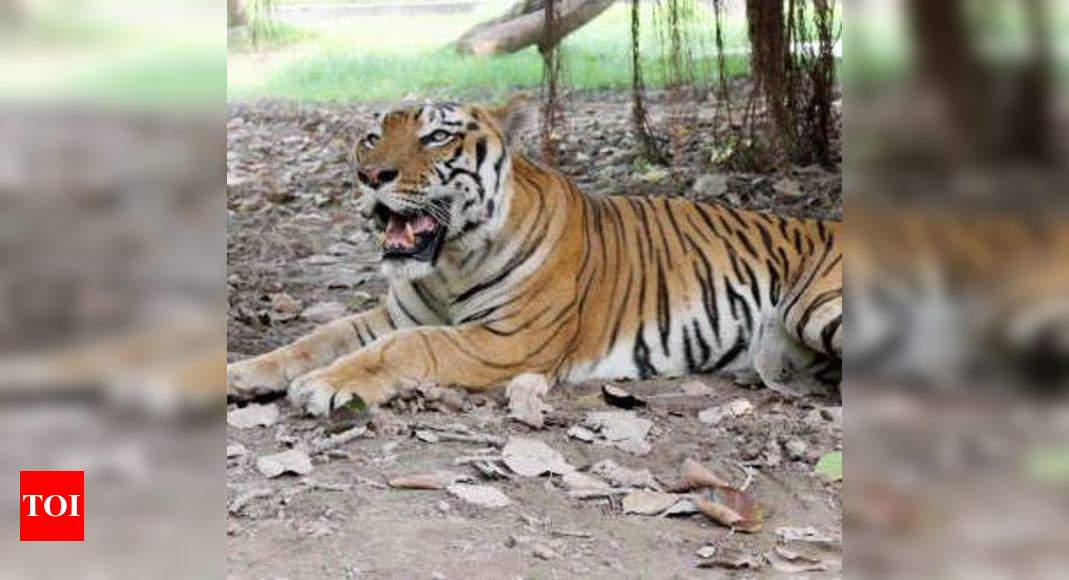 Man mauled to death by tiger in West Bengal | Kolkata News