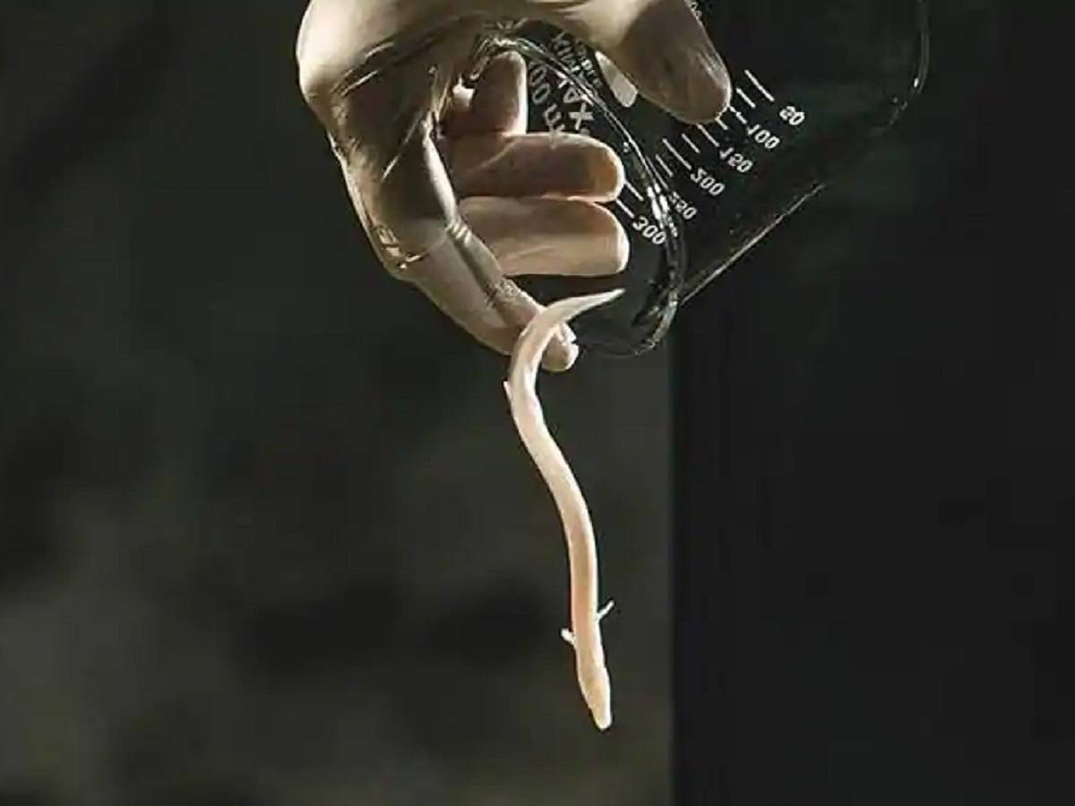 baby dragons: গুপ্ত গুহায় ‘জুরাসিক পার্ক’? ড্রাগনের আবির্ভাব স্লোভেনিয়ায়! – rare cave dwelling baby dragons are going on display in an aquarium at slovenia’s postojna cave