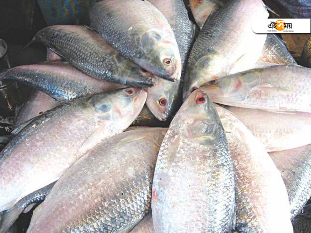 Hilsha: আবহাওয়া অনুকূল, ইলিশের আশায় মোহনায় মৎস্যজীবীরা – west bengal news: fishing season begins in the state, trailer boats set out in deep sea to catch hilsha