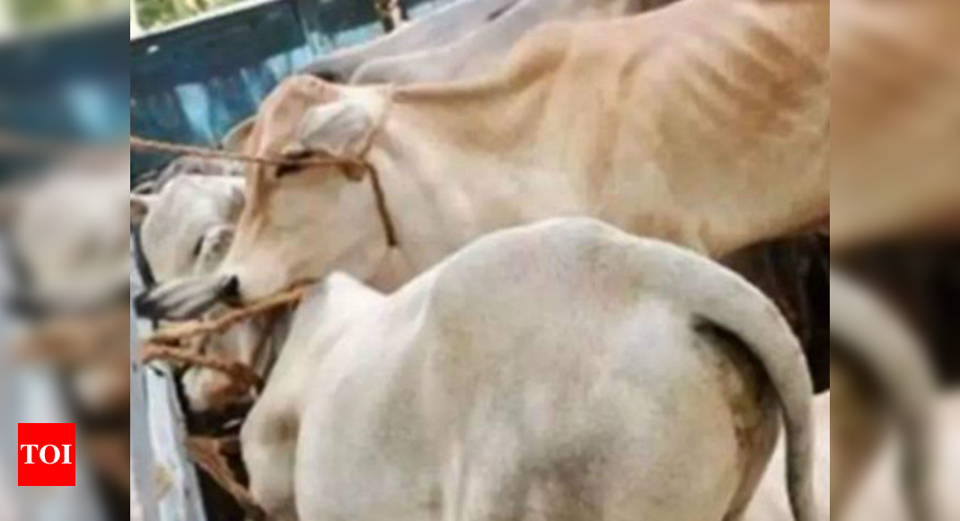 ‘Carcass cut open, live calf tied inside’: BSF busts ‘cruel’ smuggling bid along Bangladesh border | Kolkata News