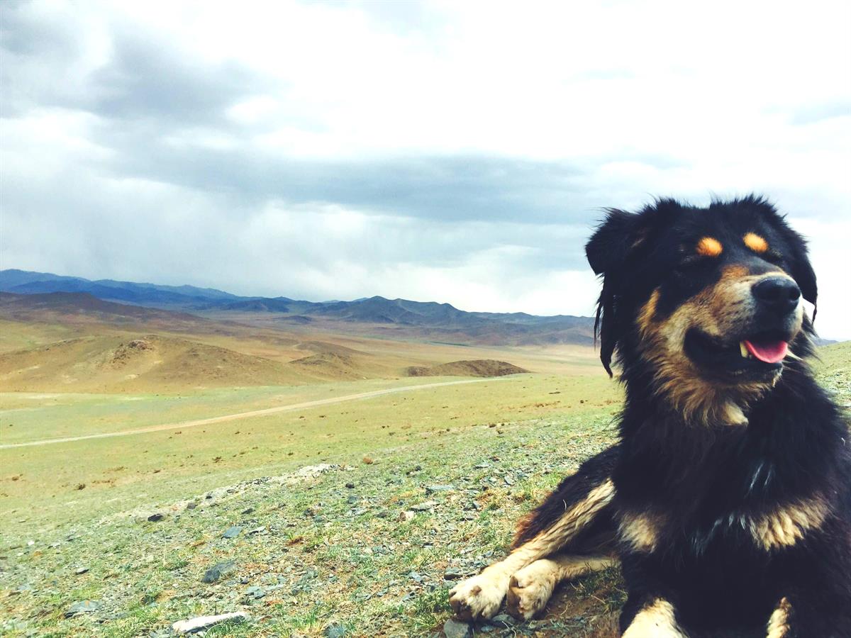 Update on progress on Cystic echinococcosis  control in Mongolia