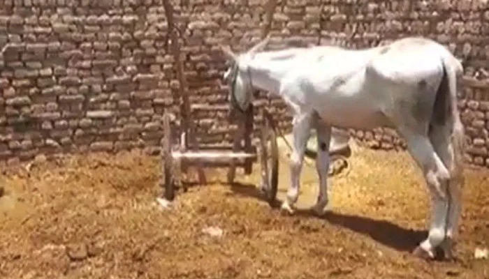 এমন কাণ্ড পাকিস্তানেই সম্ভব! জুয়ার ঠেক থেকে গ্রেফতার গাধা