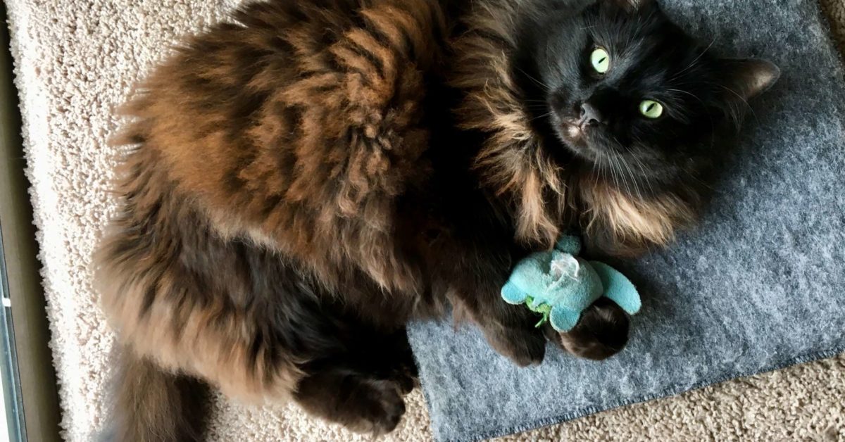 Answering the top 5 questions about catnip