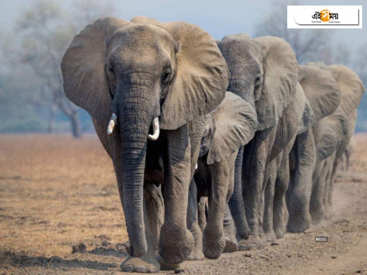 Elephants death: শ’য়ে শ’য়ে হাতির রহস্যময় মৃত্যুতে চিন্তায় বিজ্ঞানীরা – hundreds of elephants dead in mysterious mass die-off