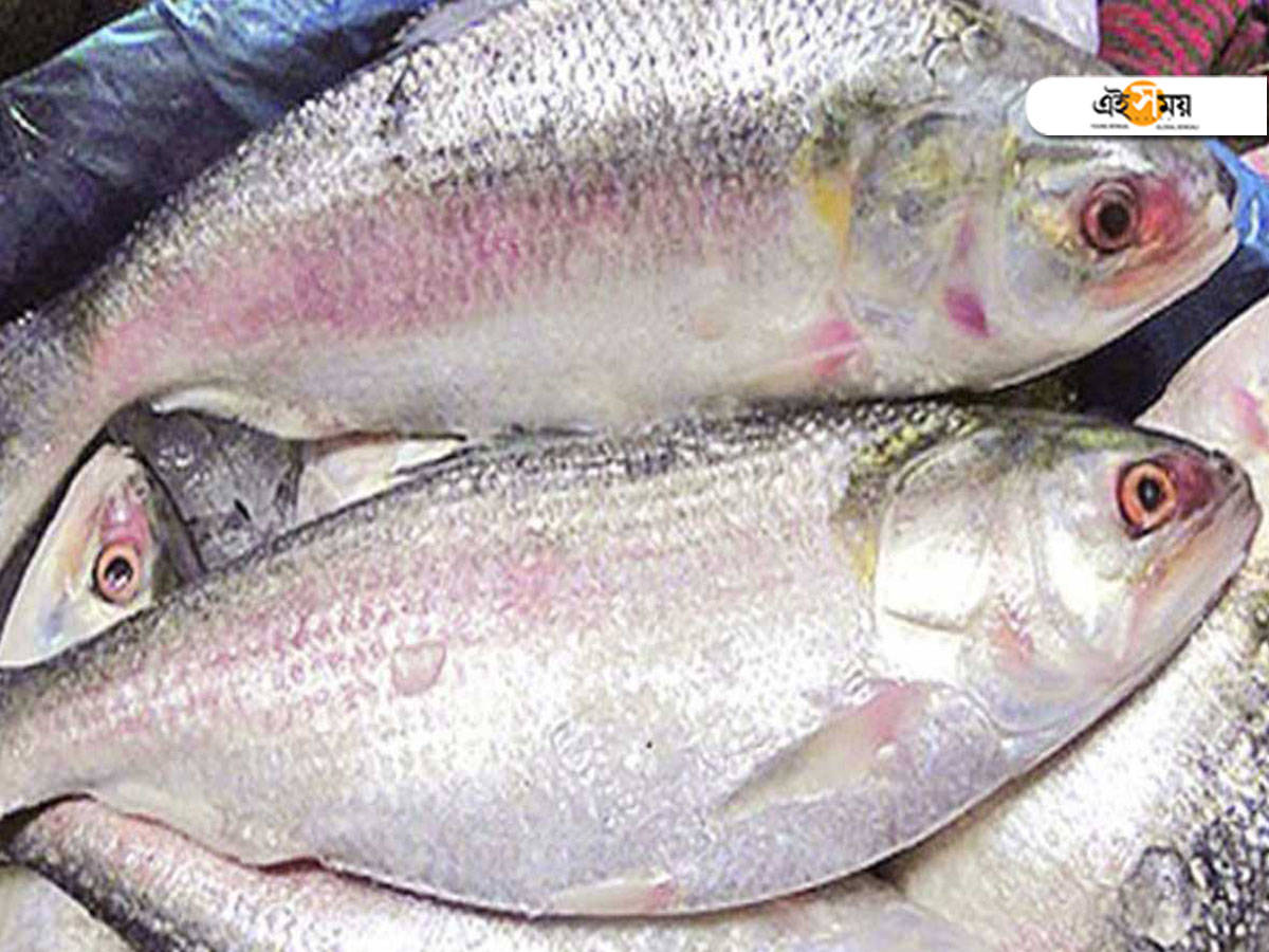 Hilsa fish: দিঘার বাজারে এল রুপোলি শস্য – west bengal news: hilsa fish appears on digha coast, fishermen amazed