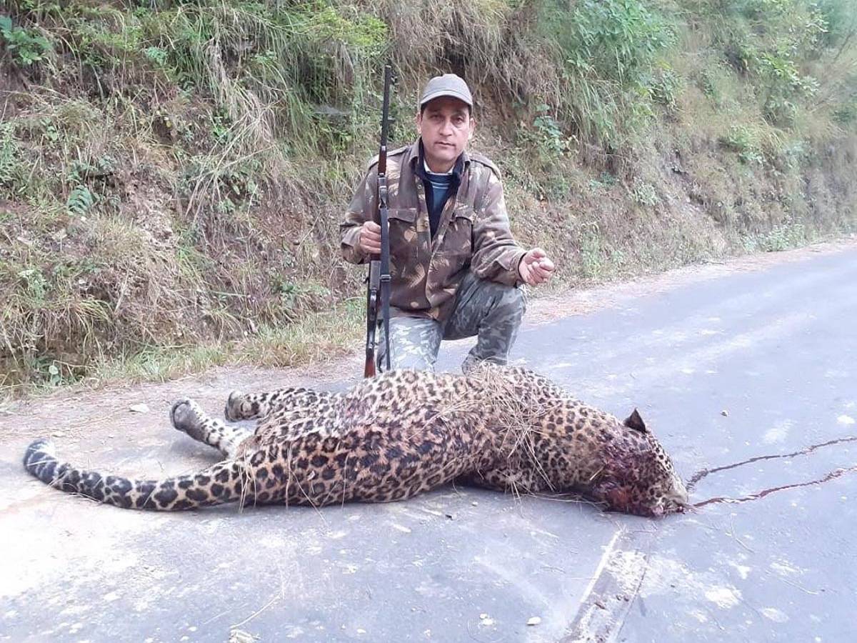 man-eater leopard: উত্তরাখণ্ডে গুলি করে মারা হল ‘মানুষখেকো’ চিতাবাঘকে – man-eater leopard shot dead in uttarakhand