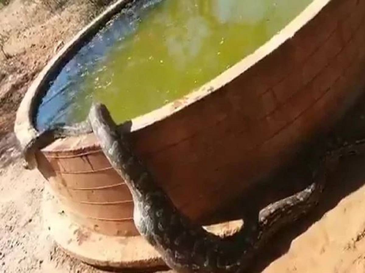 Python Cools Down In Water: WATCH: পেট পুরে খেয়ে শরীর গরম, হাঁসফাঁস কমাতে চৌবাচ্চায় নামল বিরাট অজগর! – a video of a huge python cools down in water after meal goes viral