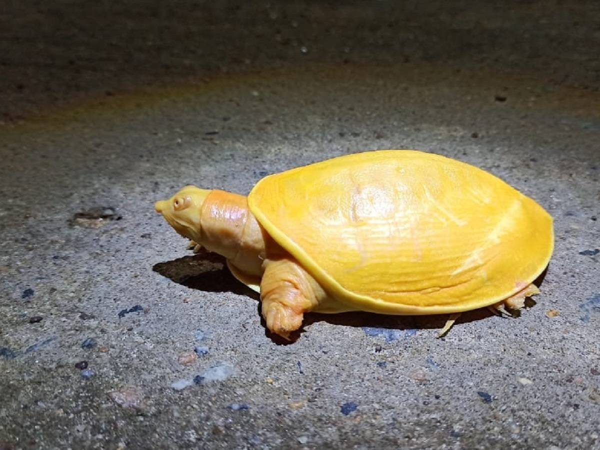 yellow turtle: বিরল হলুদ কচ্ছপের খোঁজ মিলল ওডিশায় – a rare and unique yellow turtle rescued in balasore district of odisha