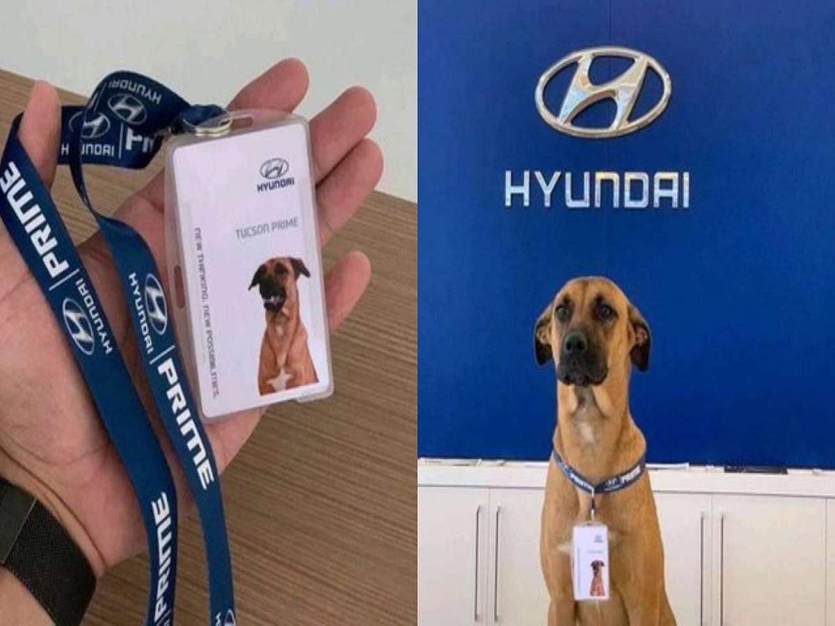 hyundai showroom gives job a street dog: সে পাহারাদার, পরিচয়পত্র-সহ পথকুকুর ‘চাকরি’ পেল Hyundai শোরুমে! – brazil hyundai showroom gives job a street dog as a salesman