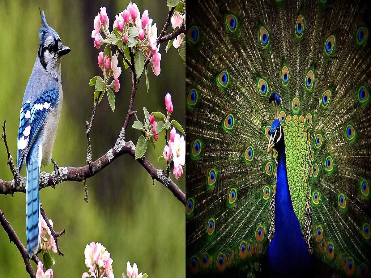 Beautiful Birds In The World: যেমন রূপ-তেমনই বুদ্ধি, পৃথিবীর সবচেয়ে সুন্দর ৫ পাখি-কথা! – top 5 most beautiful birds in the world