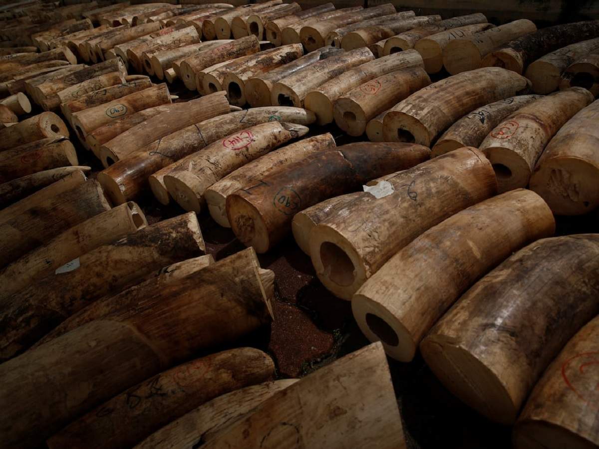 elephant ivory: চোরাকারবার বন্ধ করতে ৩০০ হাতির ৯ টন দাঁত গুঁড়িয়ে দিল সিঙ্গাপুর! – singapore crushes ivory from around 300 elephants to deter illegal trade