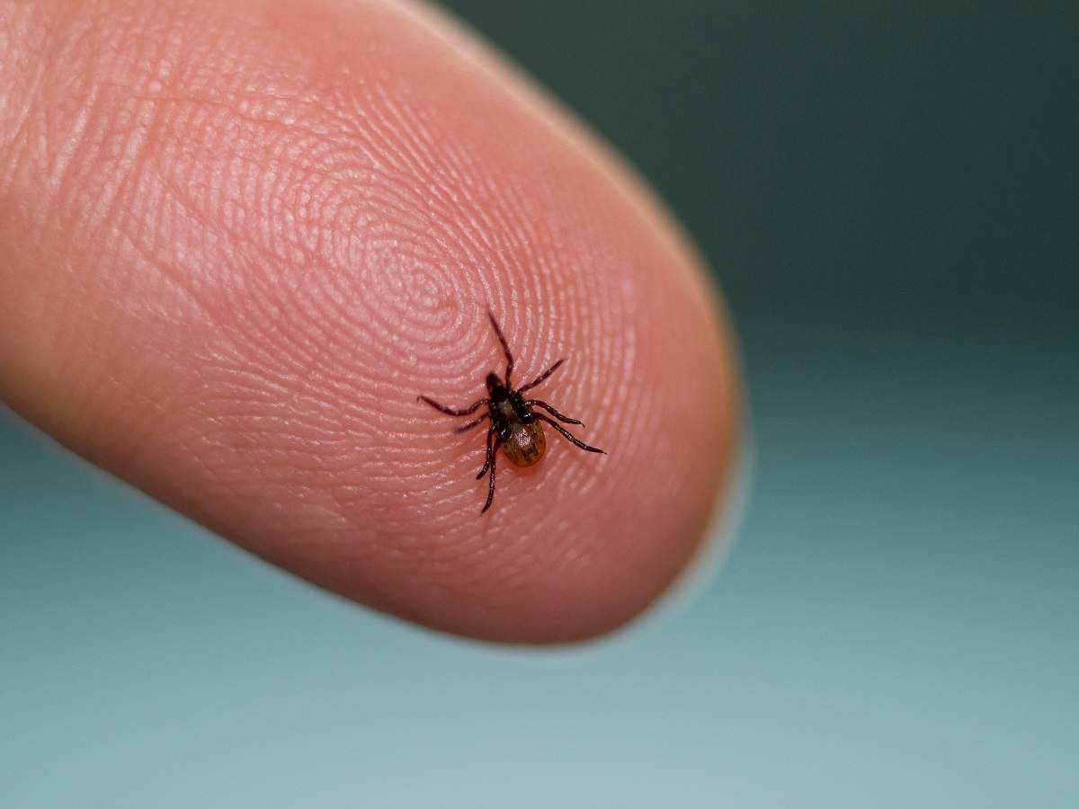 rare tick bite infection: চিনের পর রক্তচোষা ছোট পোকার উত্‍‌পাত ব্রিটেনে, অবহেলায় অবধারিত পক্ষাঘাত! – insect bite alert in uk: extremely rare tick bite infection that can cause paralysis