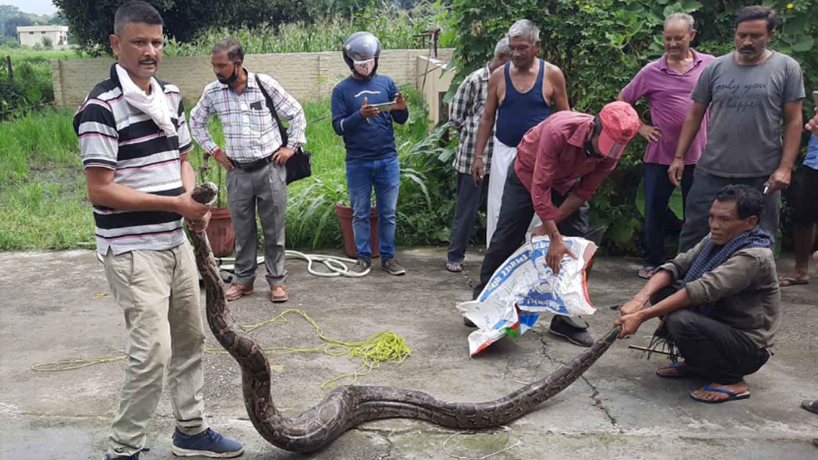 uttarakhand: forest department rescues 12-feet-long python in dehradun – উত্তরাখণ্ড: দেরাদুন থেকে ১২ ফুট দীর্ঘ অজগর উদ্ধার করলেন বনকর্মীরা, দেখুন ভিডিয়ো, Watch Video