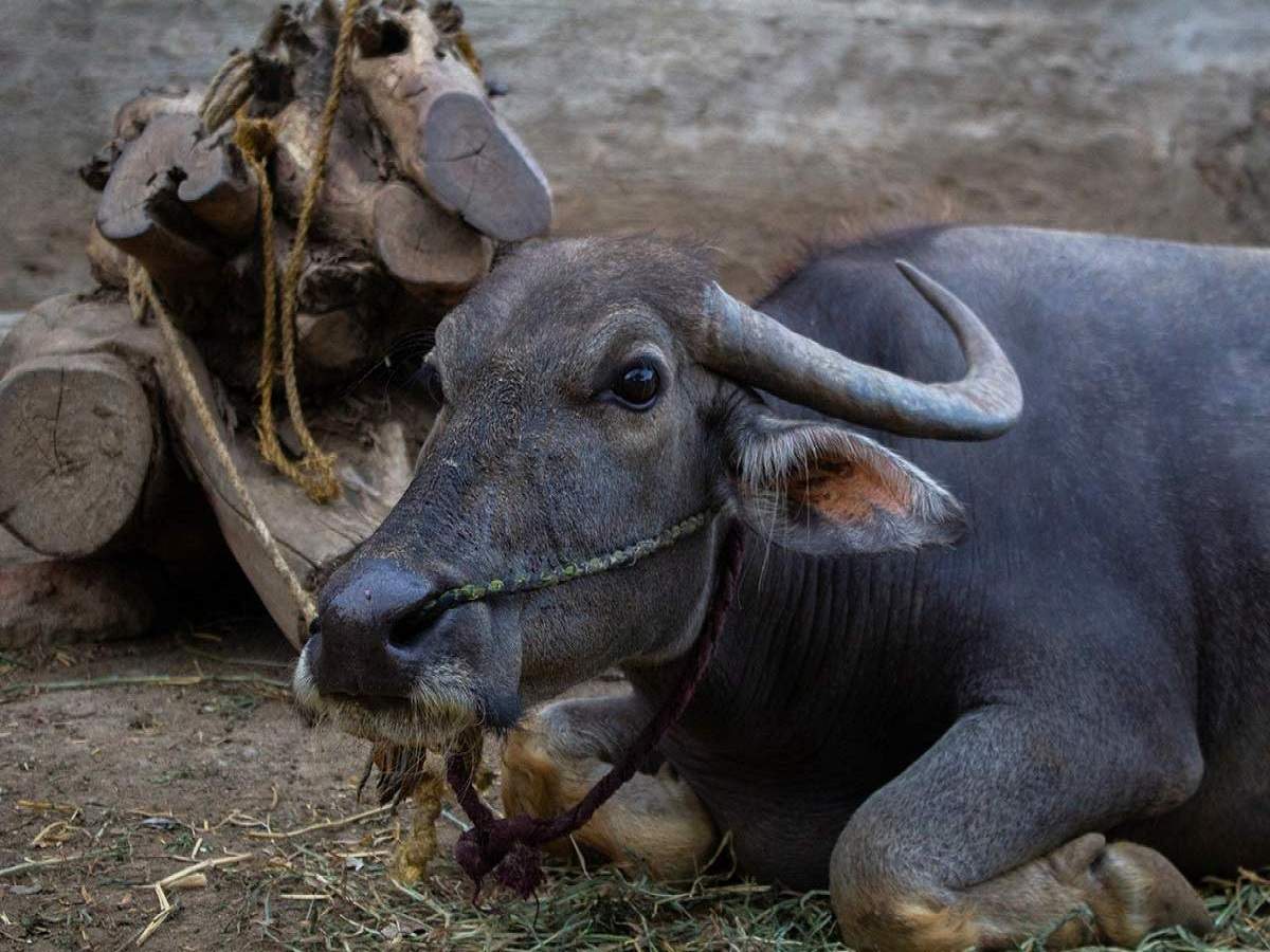 pregnant wild buffalo killed: ফের কেরালার মাল্লাপুরম জেলা, এবার গর্ভবতী মহিষকে মেরে খাওয়া হল মাংস! – five men kill pregnant wild buffalo in kerala, another case of animal cruelty