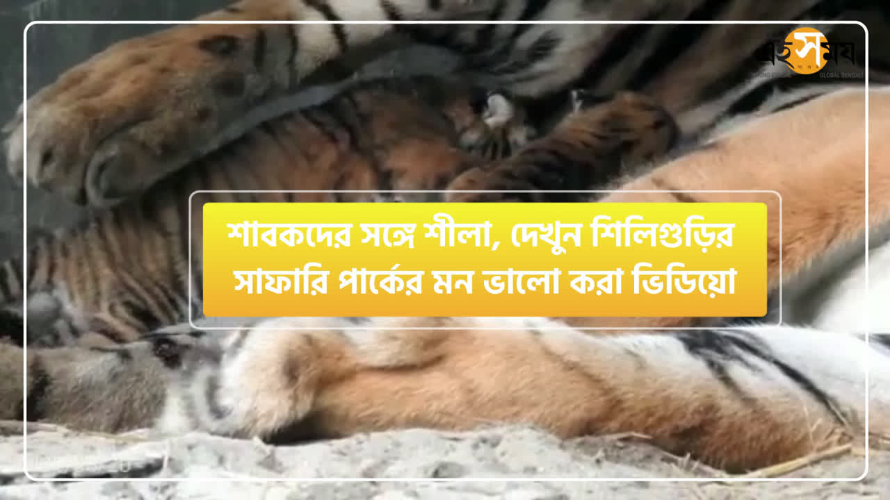 Bengal Safari: watch video of bengal safari in siliguri west bengal – শাবকদের সঙ্গে শীলা, দেখুন শিলিগুড়ির সাফারি পার্কের মন ভালো করা ভিডিয়ো, Watch Video