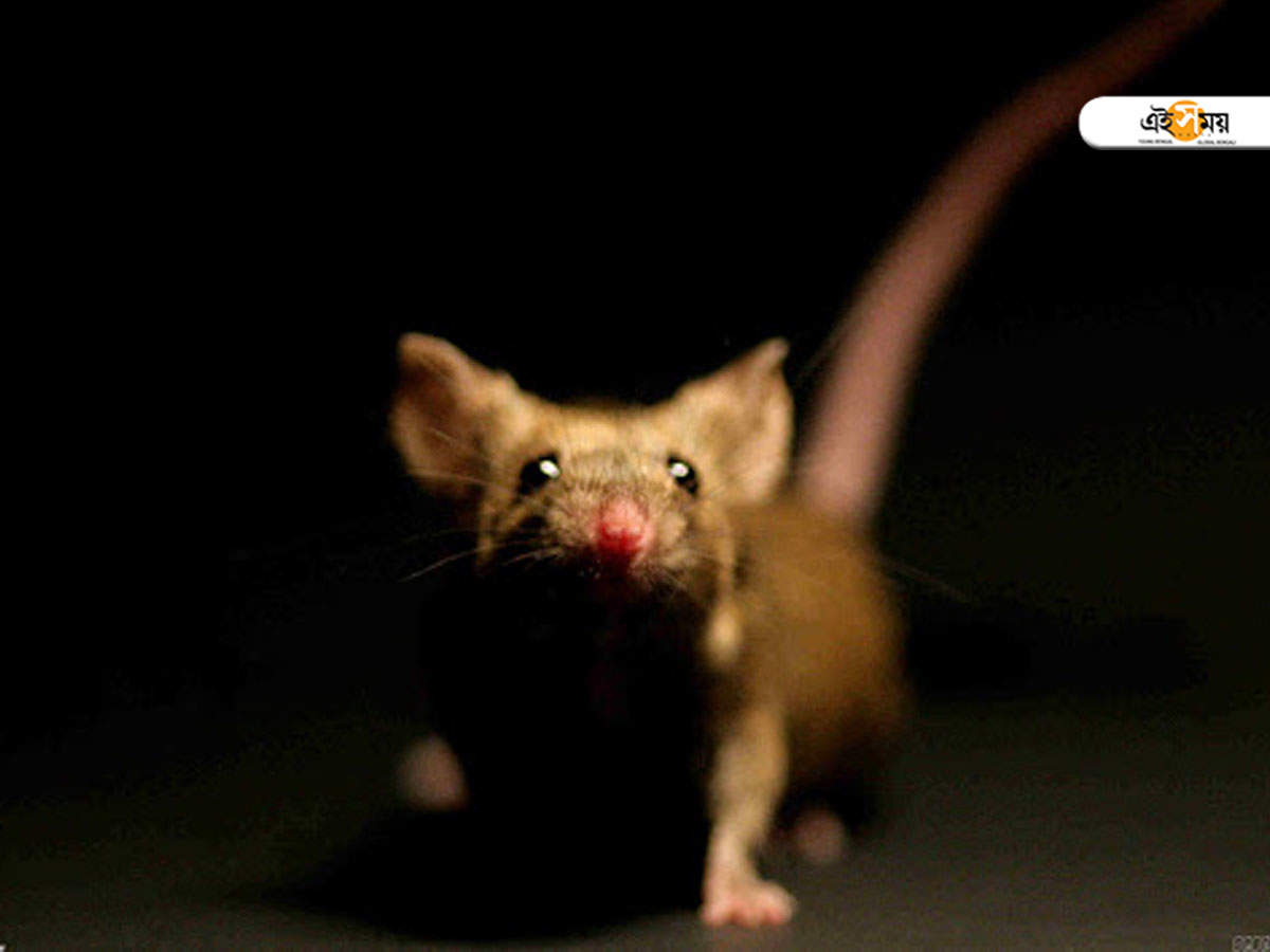 hyderabad: ইঁদুরের কীর্তিতে পুড়ে ছাই ১ কোটি টাকার সম্পত্তি! – staff lights diya, rat burns down office in musheerabad