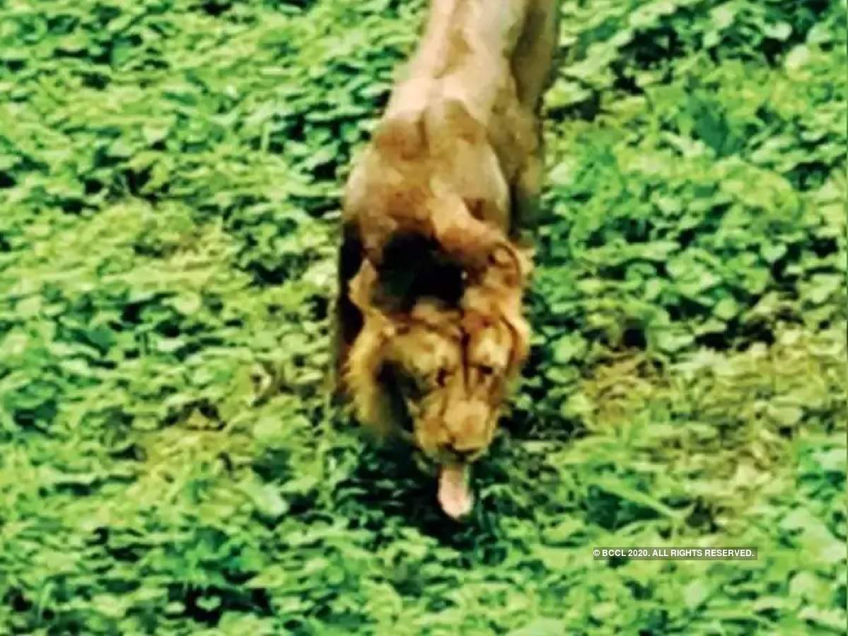 Asiatic lion: গুজরাতে রেডিয়ো-কলারড এশিয়াটিক সিংহের ২৫% মৃত এক বছরে – 25 per cent of radio-collared asiatic lions have died in one year in gujarat