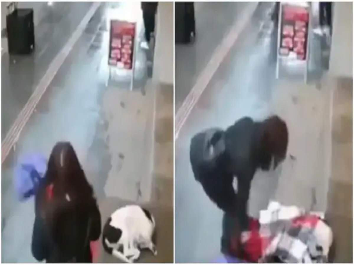 woman helps stray dog: ‘বাড়িয়ে দাও তোমার হাত’, বৃষ্টিভেজা পথকুকুরকে স্নেহের চাদরে মুড়ে গেলেন মহিলা! – stray dog and a woman, an act of kindness that is going viral on social media