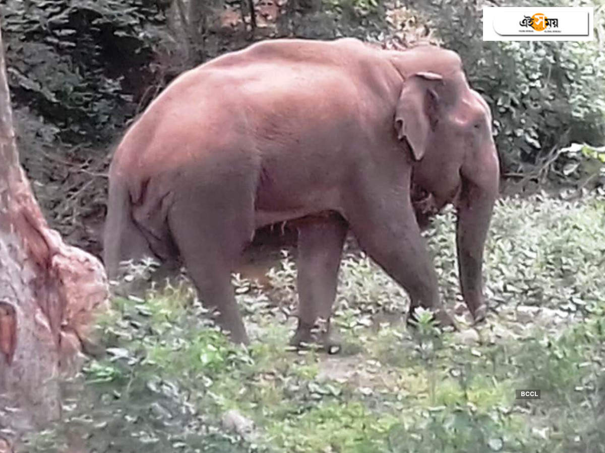 Kerala Elephant: ফের বাজিতে আহত কেরালার হাতি, ছিঁড়ে গেছে জিভ! খাওয়া-দাওয়া ছেড়ে মৃত্যুর অপেক্ষায় – the tranquilised wild elephant of kerala is in critical condition, not taking food or water