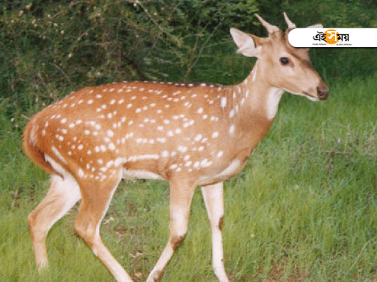 poacher arrested: ফাঁদ পেতে বন্য প্রাণী শিকার, ১৩ কেজি হরিণের মাংস-সহ গ্রেফতার চোরাশিকারি – west bengal news: manindranath das arrested with 13kg deer meat