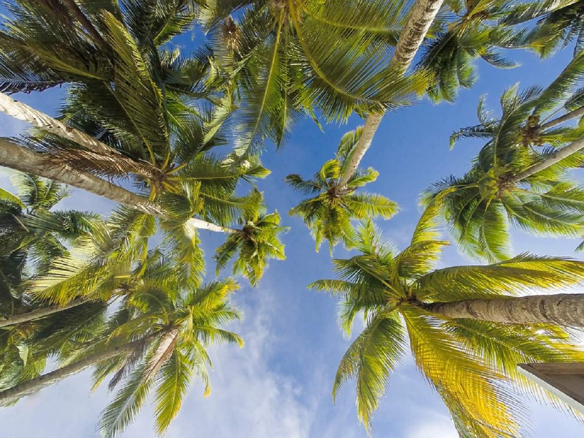 sri lankan minister climbs coconut tree: দেশজুড়ে নারকেলের আকাল, গাছে চড়ে সাংবাদিক বৈঠক শ্রীলঙ্কার মন্ত্রীর! – sri lankan minister arundika fernando climbs coconut tree to address press on coconuts crisis