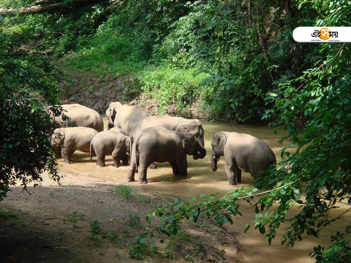 wild elephants: কর্ণাটক থেকে তামিলনাড়ুতে প্রবেশ করেছে ১৩০টি বুনো হাতি! সীমান্তবর্তী এলাকায় সতর্কতা জারি – border villages alert as 130 wild elephants enter tamil nadu forests from karnataka