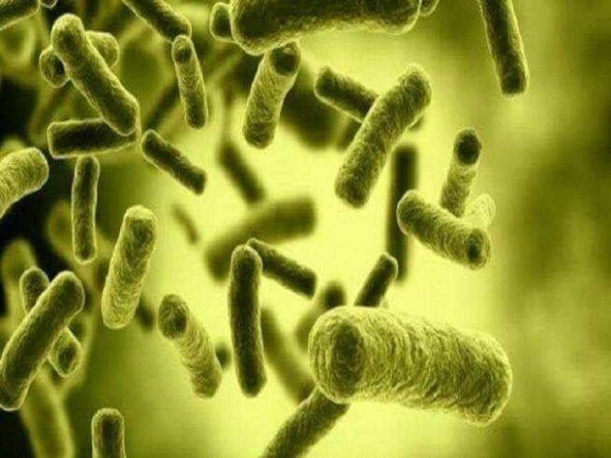 Brucellosis: নিঃশব্দে ভারতে ঢুকে পড়েছে ব্রুসেলোসিস, কোভিডের থেকেও ভয়ংকর! – scientists are worried that the brucellosis outbreak can turn into a pandemic has already entered india