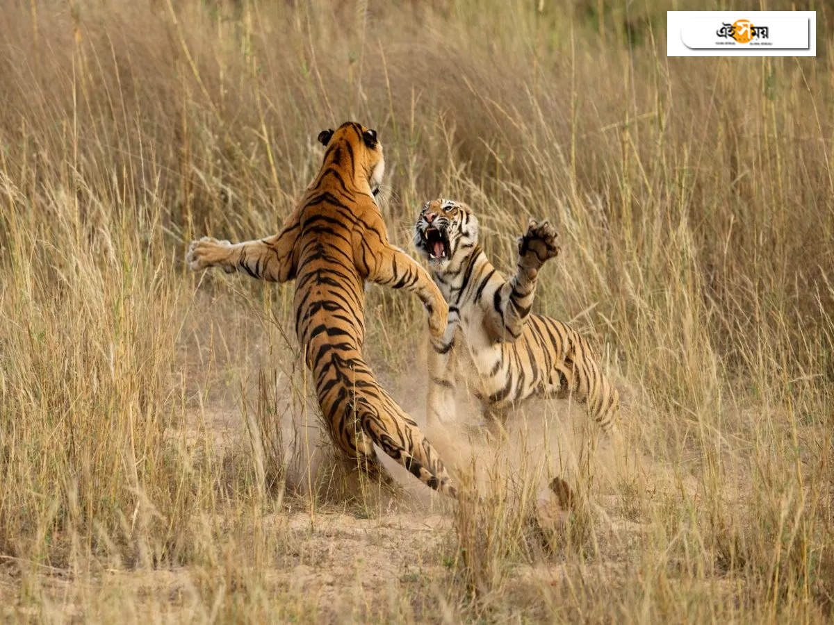 tigress killed: এলাকা দখলের লড়াইয়ে বাঘিনীকে মেরে তার মাংস খেল জয়ী বাঘ! – at madhya pradesh, a young tigress killed in territorial battle and the other makes a meal of it