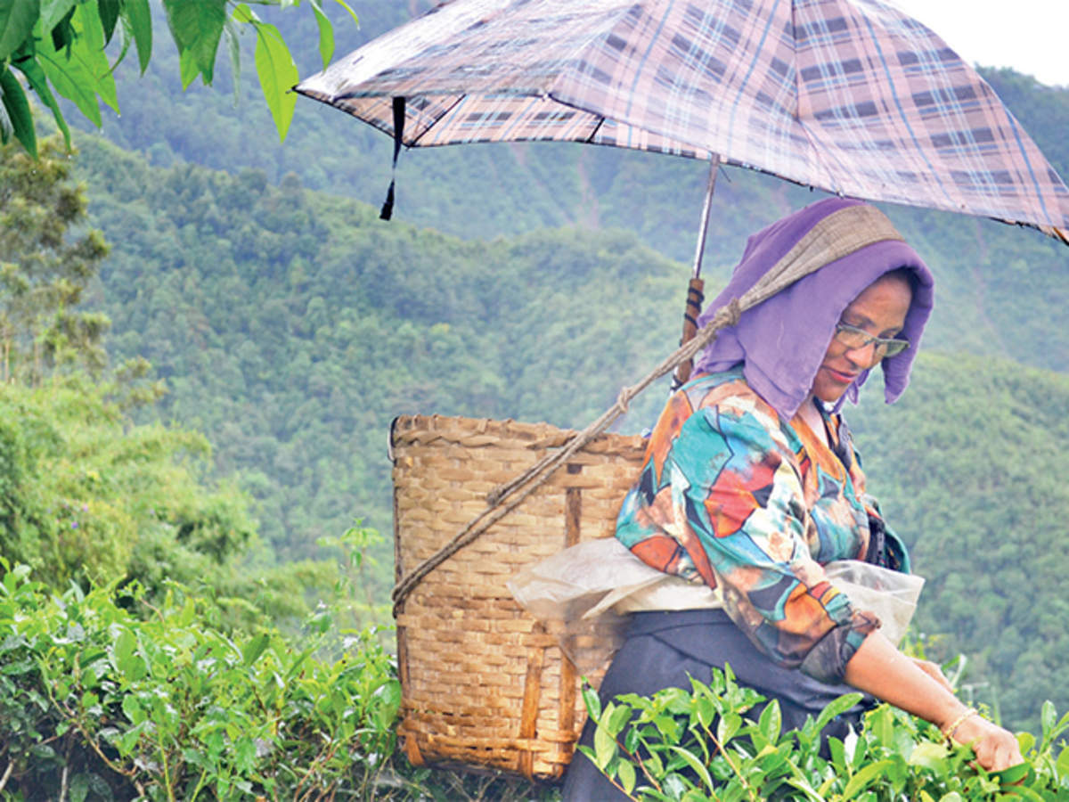 tea gardens reopen: অবশেষে খুলছে ডুয়ার্সের বন্ধ দু’টি চা-বাগান, স্বস্তি ফিরল শ্রমিক বস্তিতে – two closed tea gardens in north bengal to reopen on sunday, september 27