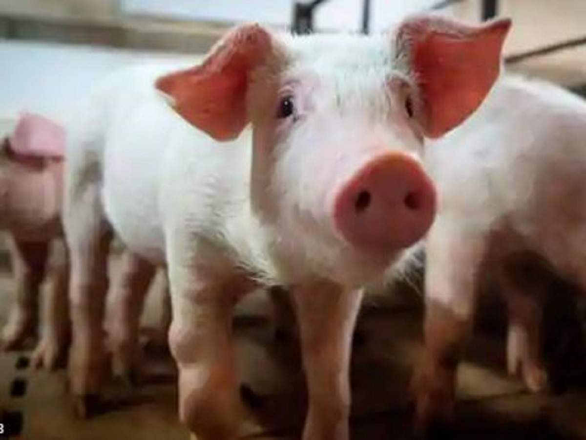 cat que virus: বিপদের নাম চিন! নয়া ‘ক্যাট কিউ ভাইরাস’ নিয়ে আগাম সতর্ক করল ICMR – amid coronavirus, icmr warns india about new ‘cat que virus’ from china