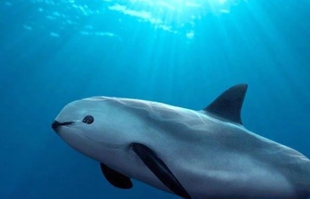 বিশ্বে হাতির সংখ্যা মাত্র ৫০ হাজার! বিপন্ন আরও কিছু চেনা প্রাণী