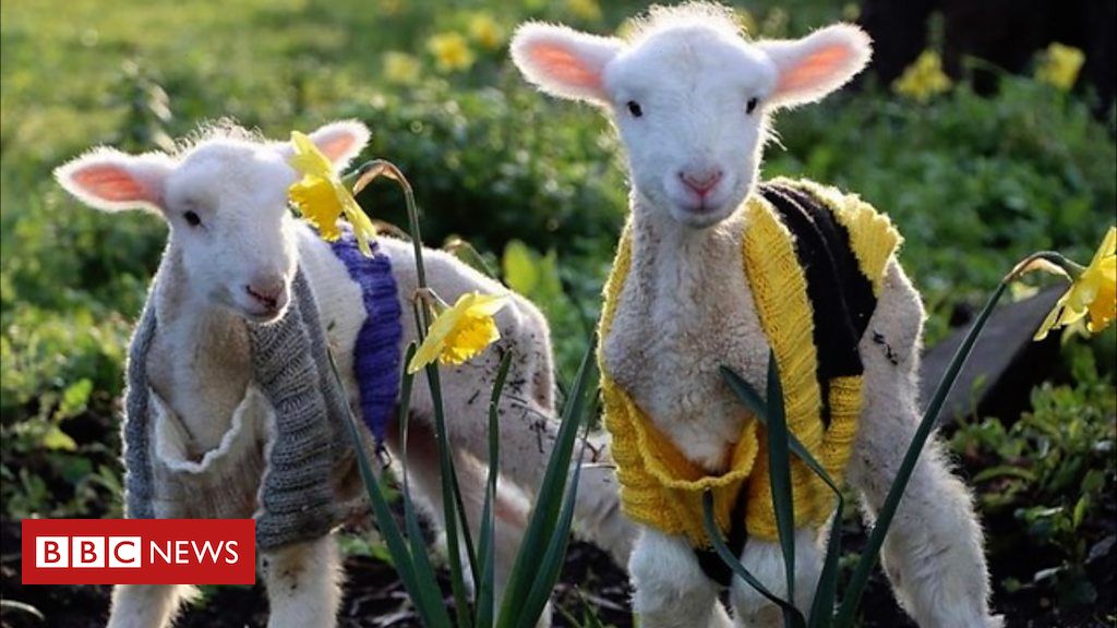 Australian farmer spreads joy with colourful rescue lambs