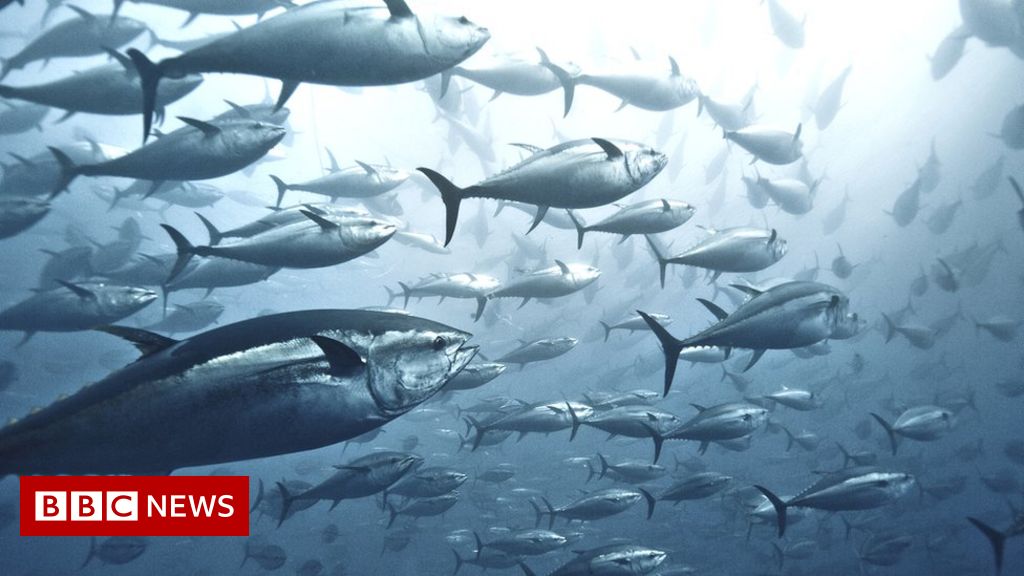 Tuna bounce back, but sharks in 'desperate' decline