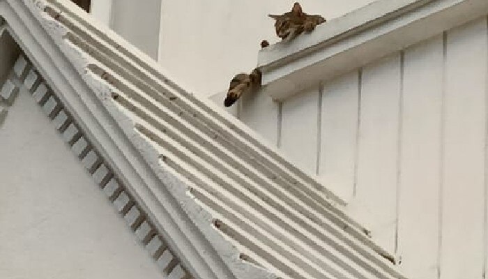 কার্নিশে আটকে ছিল বিড়াল, অবশেষে উদ্ধার। Cat Rescued-by fire department-from saltlake